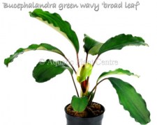 Bucephalandra green wavy broad leaf